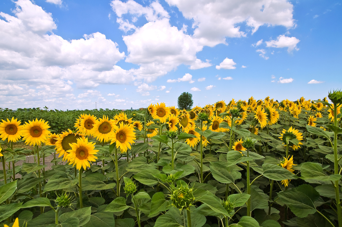 Sunflower field.