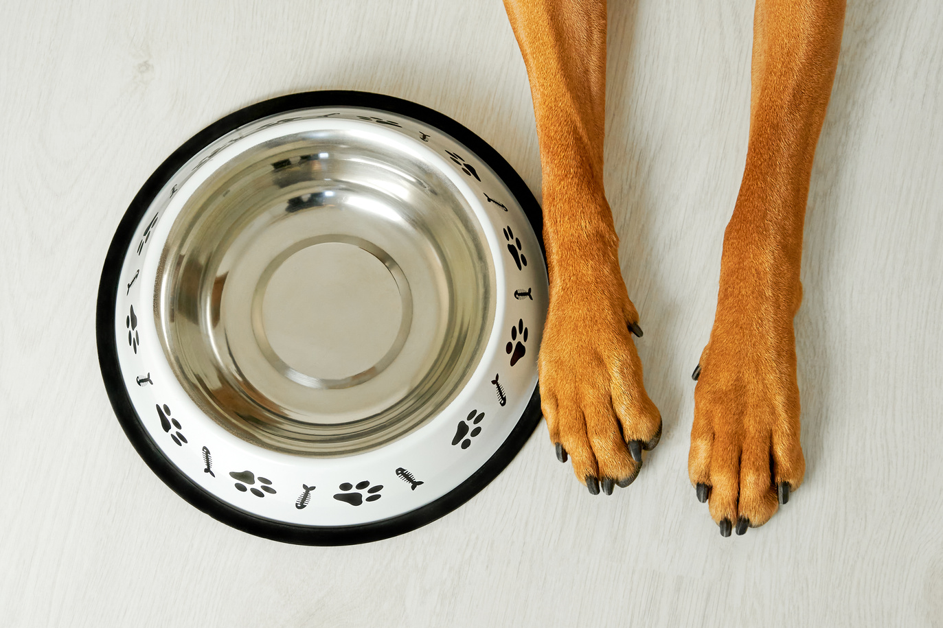 Empty dog bowl and dog's paws