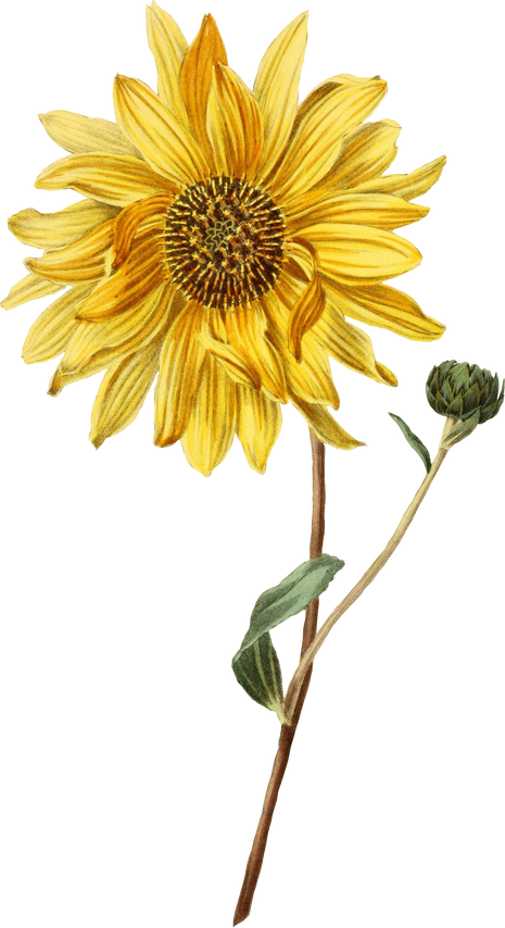 Realistic Illustration of a Sunflower